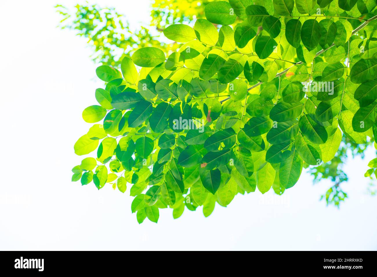 Grünes Baumflora Blatt von Burma Padauk gegen Sonnenlicht, Pterocarpus indicus Baumblatt Stockfoto