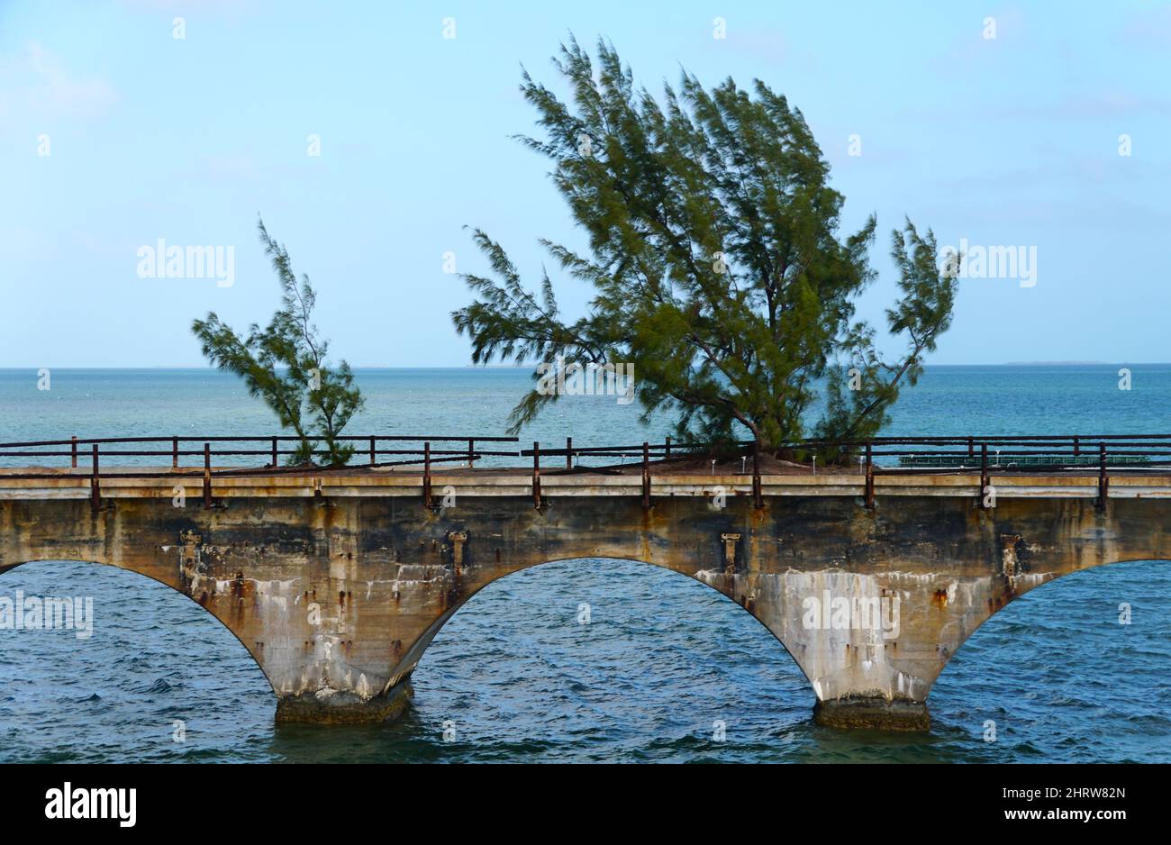 Eine Kiefer, die aus einem Straßenbett auf der historischen Old Seven Mile Bridge, Big Pine Key, Florida, USA, wächst Stockfoto