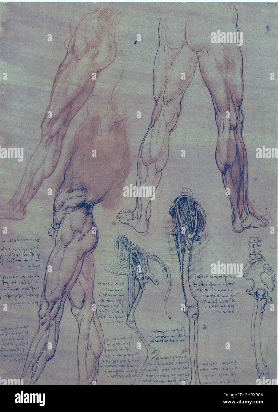 LEONARDO DA VINCI. DESSIN D'ANATOMIE Stockfotografie - Alamy