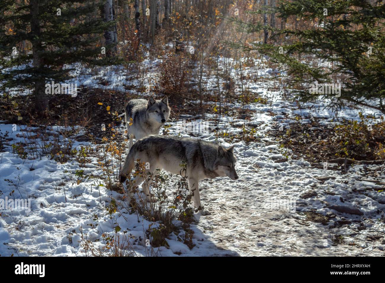 Zwei Wolfhunde stehen im Schnee Stockfoto