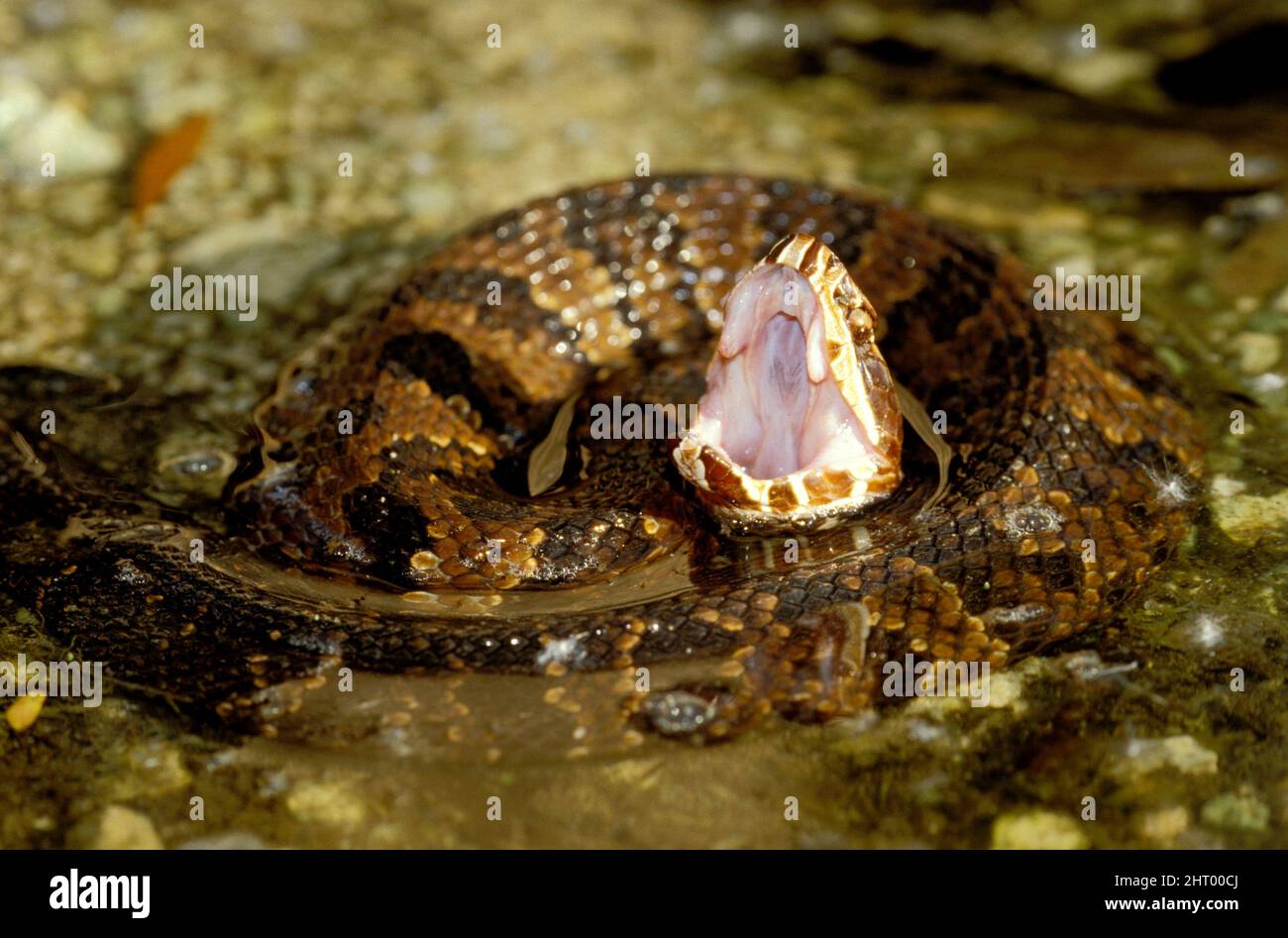 Baumwollmund (Agkistrodon piscivorus), Bedrohungsanzeige. Südflorida, USA Stockfoto