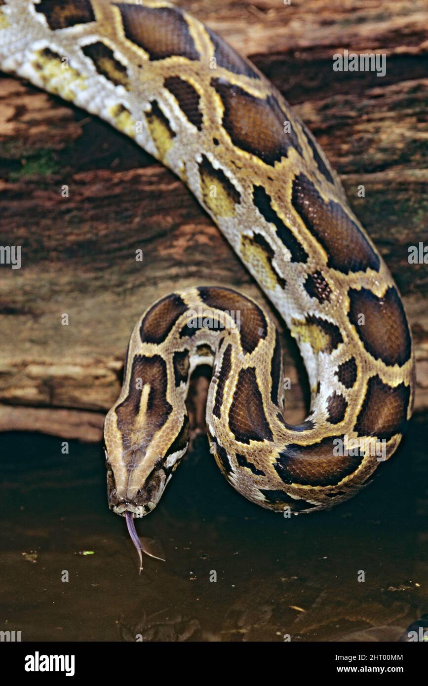 Birmanische Python (Python bivittatus), mit flackernder Zunge. Asien Stockfoto