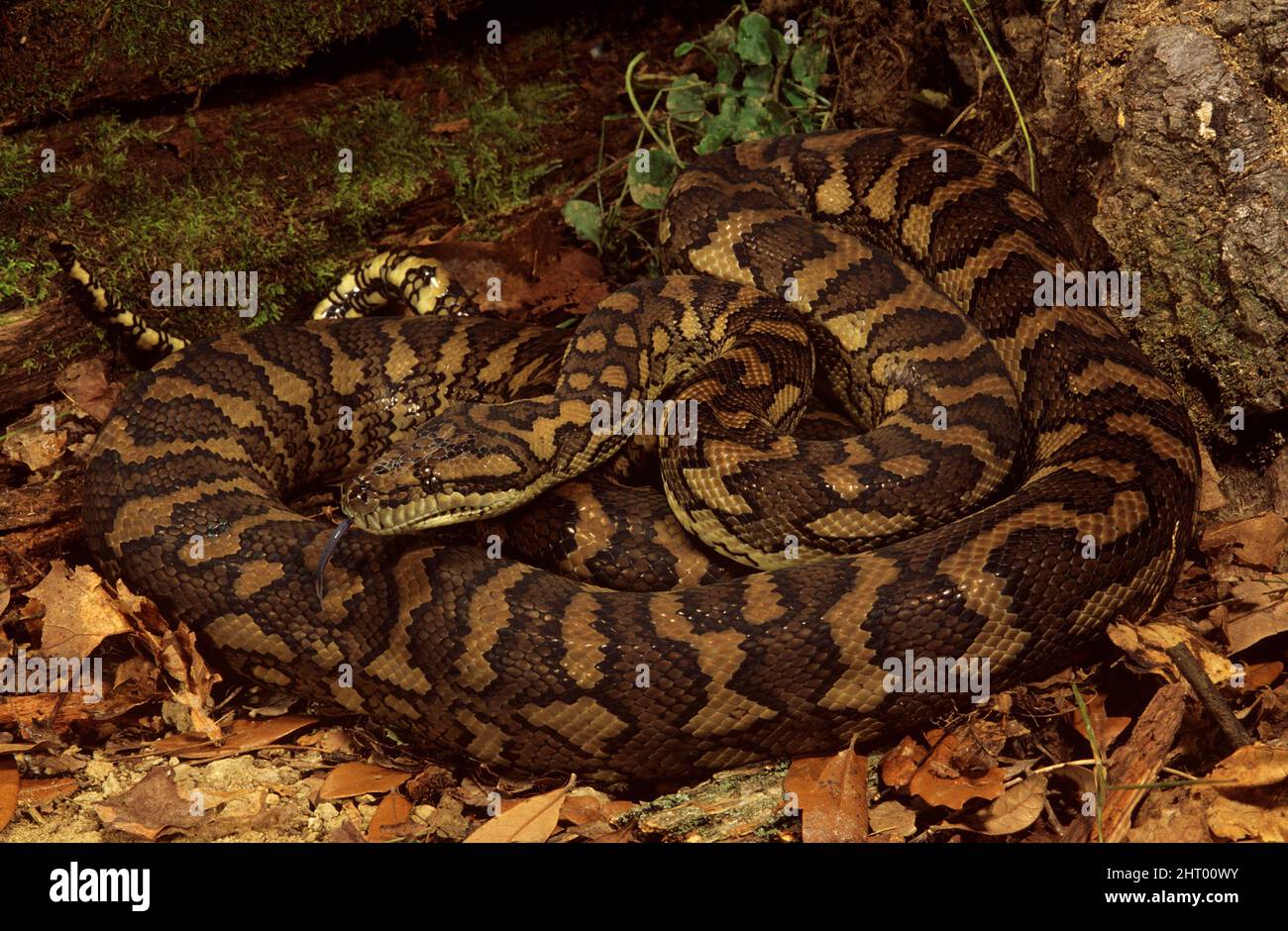Teppich Python (Morelia spilota variegata), auf Blattstreu aufgerollt, mit ausgestreckter Zungenspitze. Usa Stockfoto