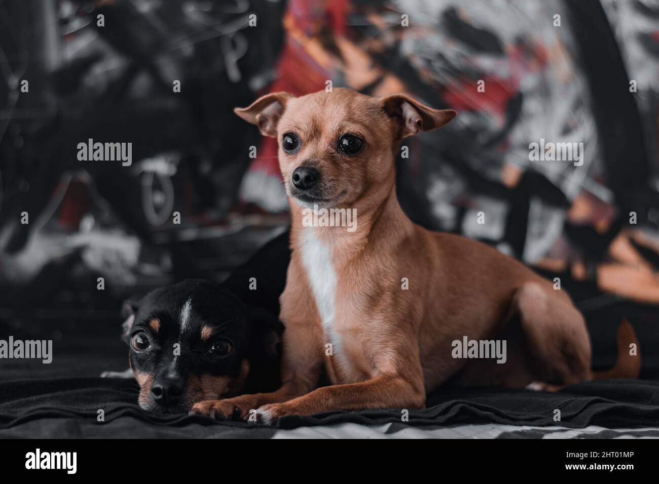 Nahaufnahme von zwei niedlichen Chihuahua Hunden, die mit einem neugierigen Gesicht schauen Stockfoto