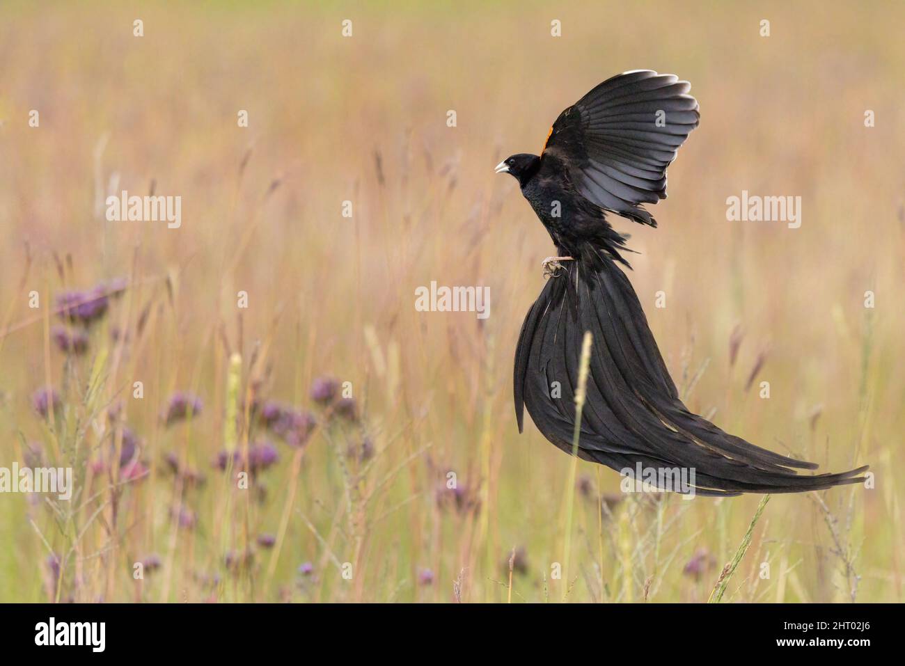 Langschwänzigen widowbird Stockfoto