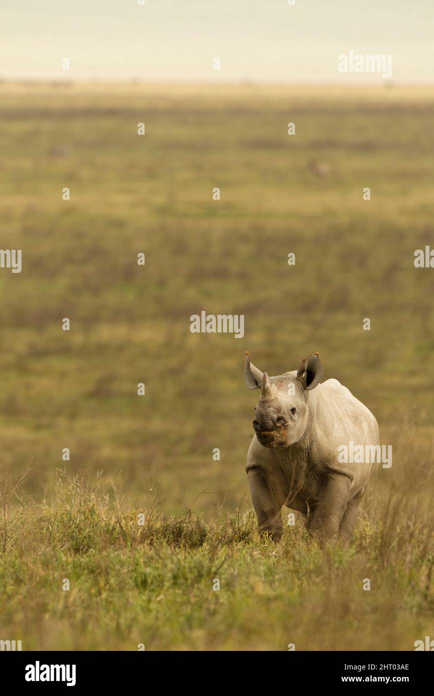 Schwarzes Nashorn (Diceros bicornis), einfarbides Nashorn auf der Savanne des Ngorongoro-Kraters. Ngorongoro Conservation Area, Tansania Stockfoto