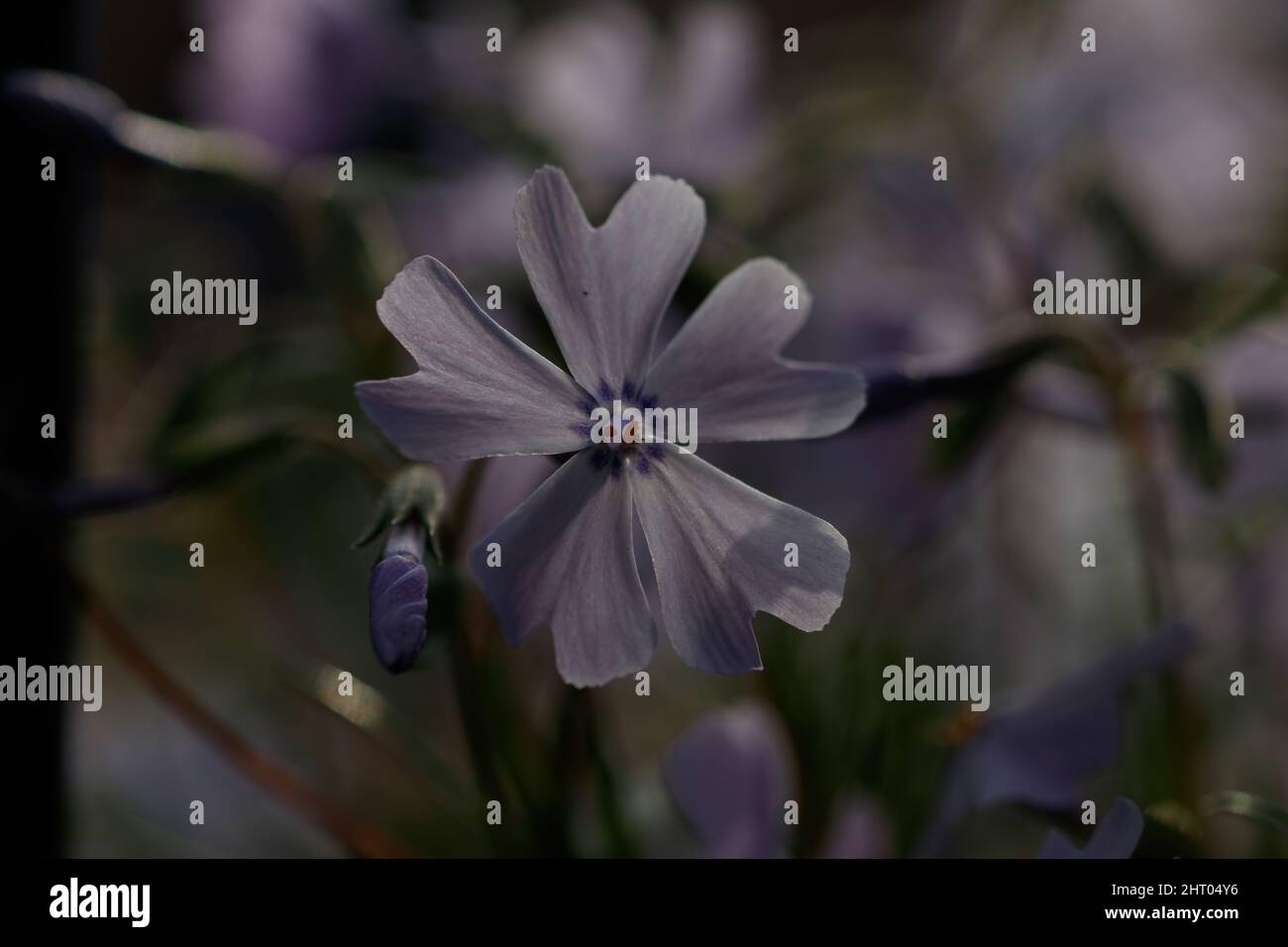 Nahaufnahme des Phlox subulata Emerald Cushion Blue Stockfoto