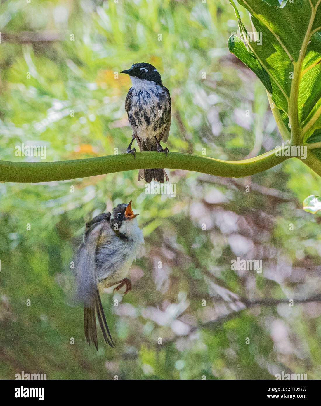 Gilberts Honigfresser (Melithreptus chloropsis) saßen Erwachsene und junge Menschen, die mit offenem Schnabel an Land kamen, Western Australia, WA, Australien Stockfoto