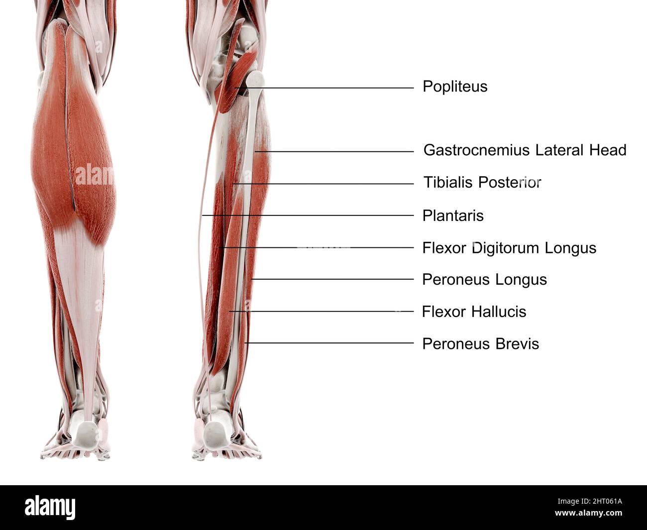 Untere Beinmuskeln, Abbildung Stockfoto