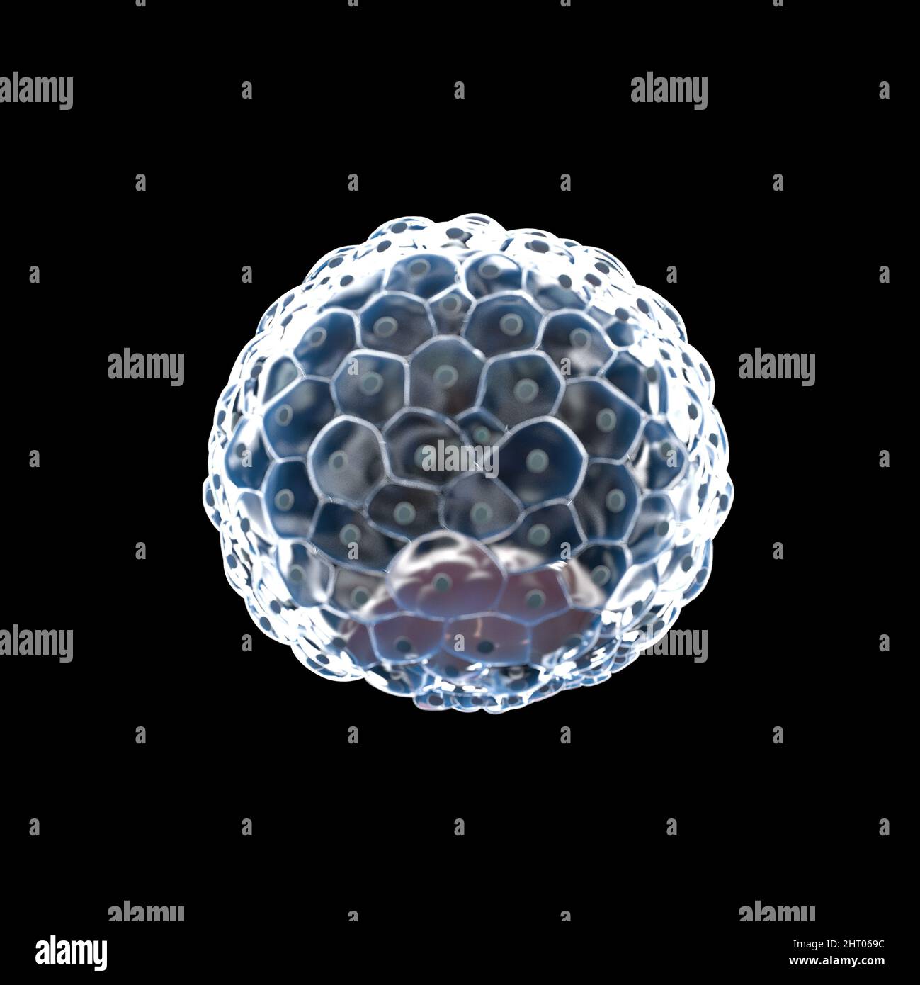 Menschliche Blastozyste, Illustration Stockfoto