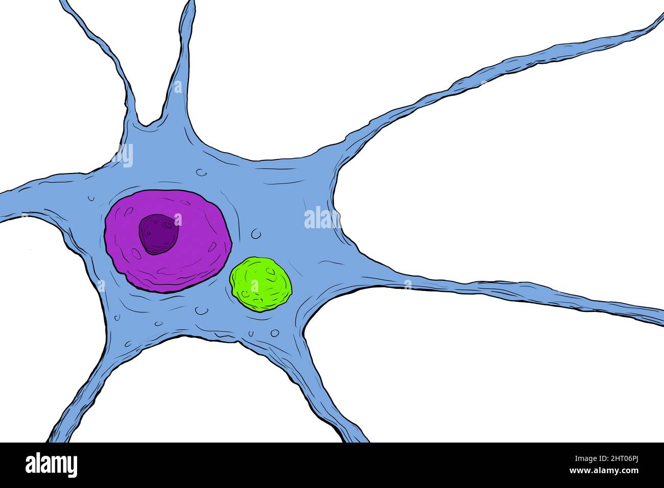 Tollwut-Viruspartikel im Neuron, Illustration Stockfoto