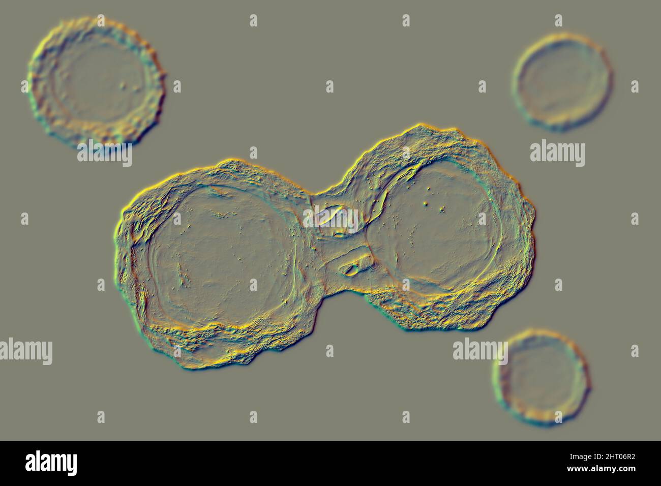 Stammzellen, Abbildung Stockfoto