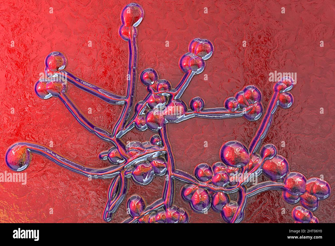 Candida-Pilze, Illustration Stockfoto