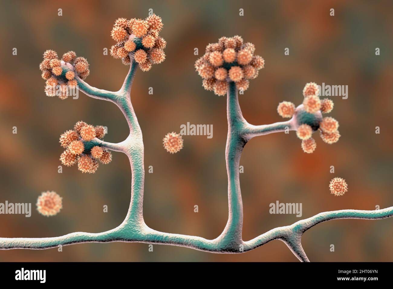 Cunninghamella-Pilze, Illustration Stockfoto