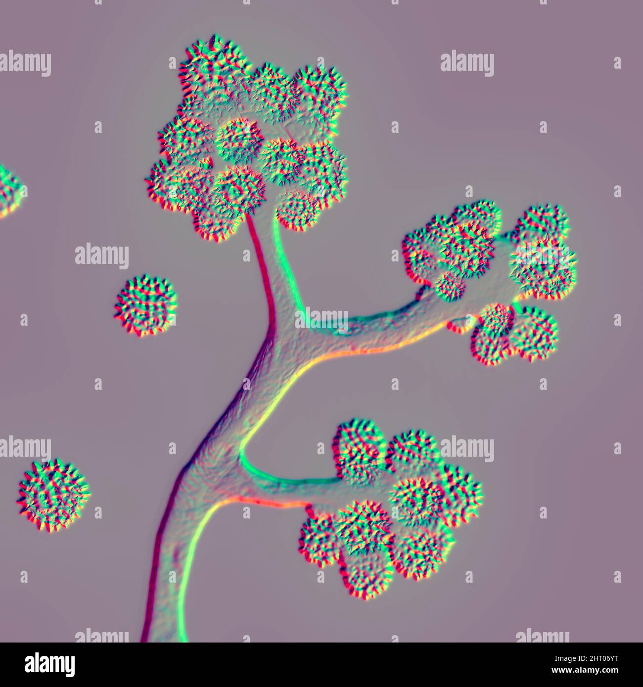 Cunninghamella-Pilze, Illustration Stockfoto