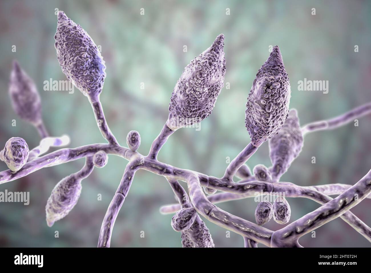 Microsporum canis Pilz, Illustration Stockfoto