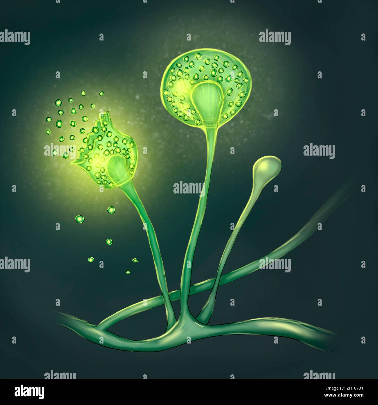 Mucor-Form, Abbildung Stockfoto