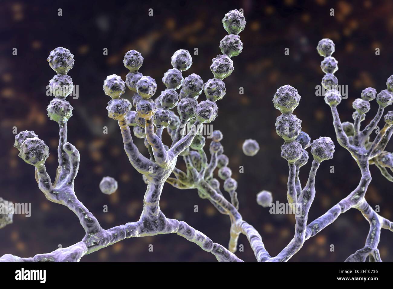 Scopulariopsis brevicaulis Pilz, Illustration Stockfoto