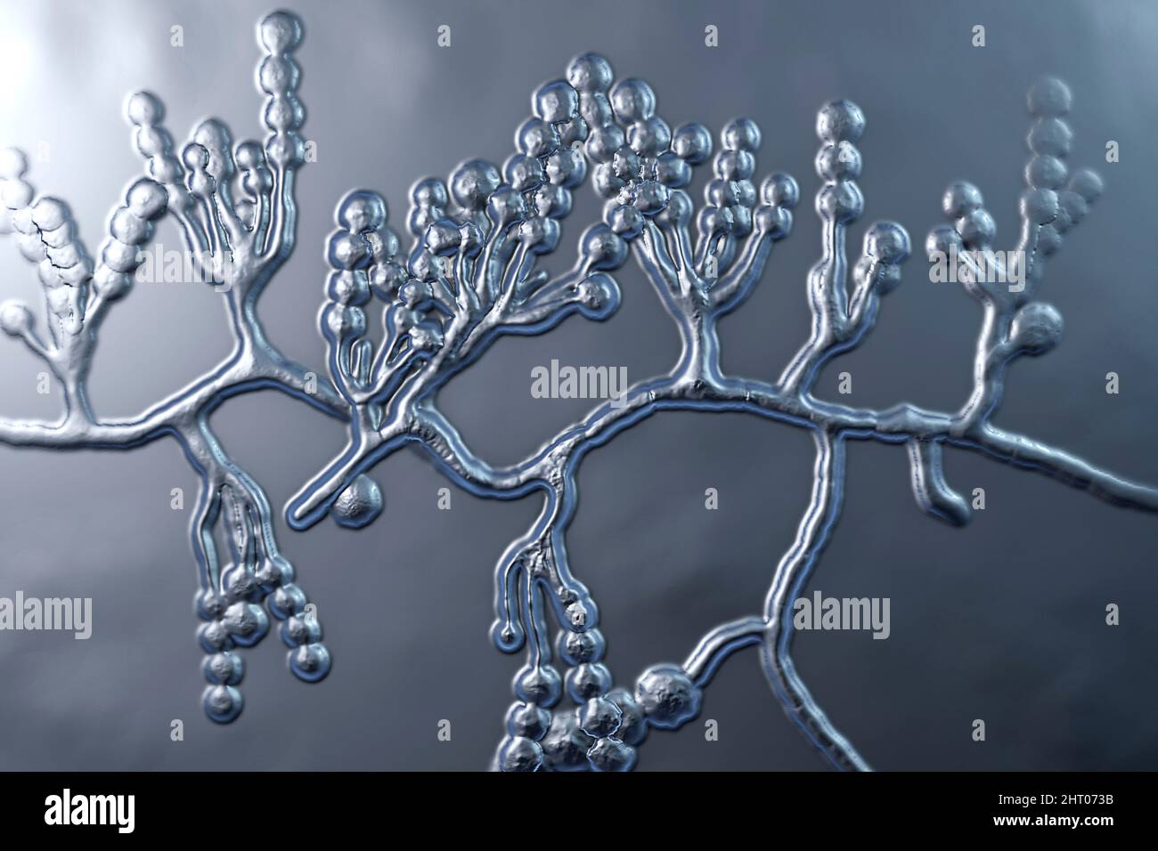 Scopulariopsis brevicaulis Pilz, Illustration Stockfoto