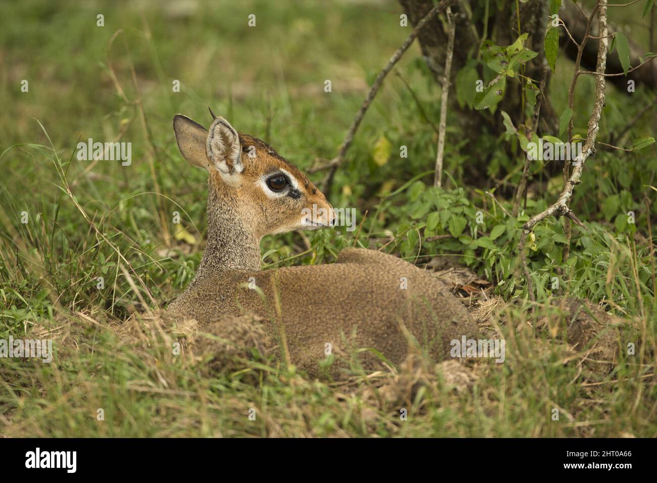 Kirks dik-dik (Madoqua kirkii) liegt im Gras. Masai Mara National Reserve, Kenia Stockfoto