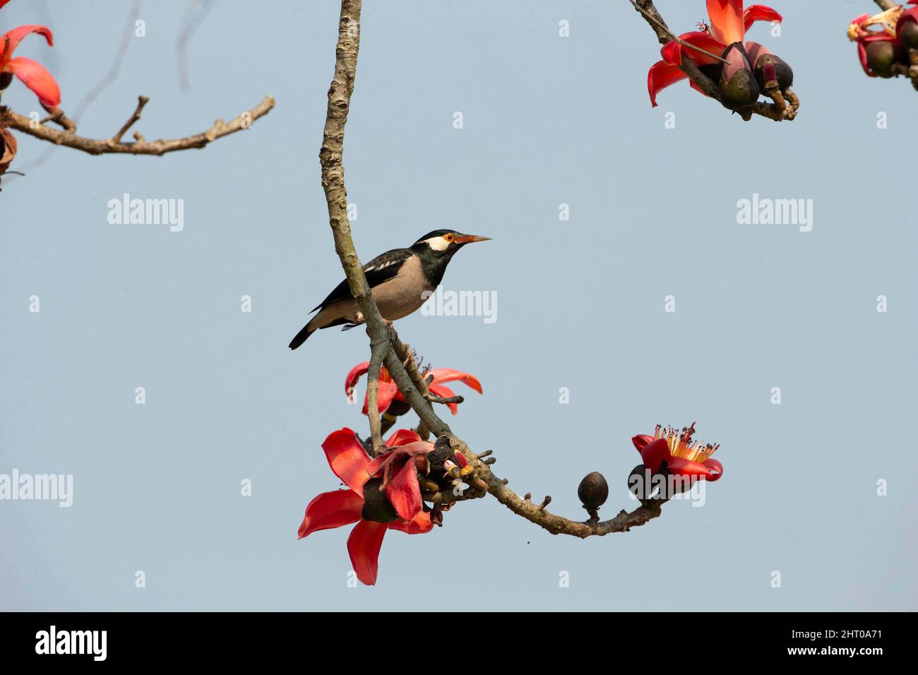 Asiatischer Pied-Star (Gracupica contra) an einem Ast. Kaziranga-Nationalpark, Assam, Indien Stockfoto