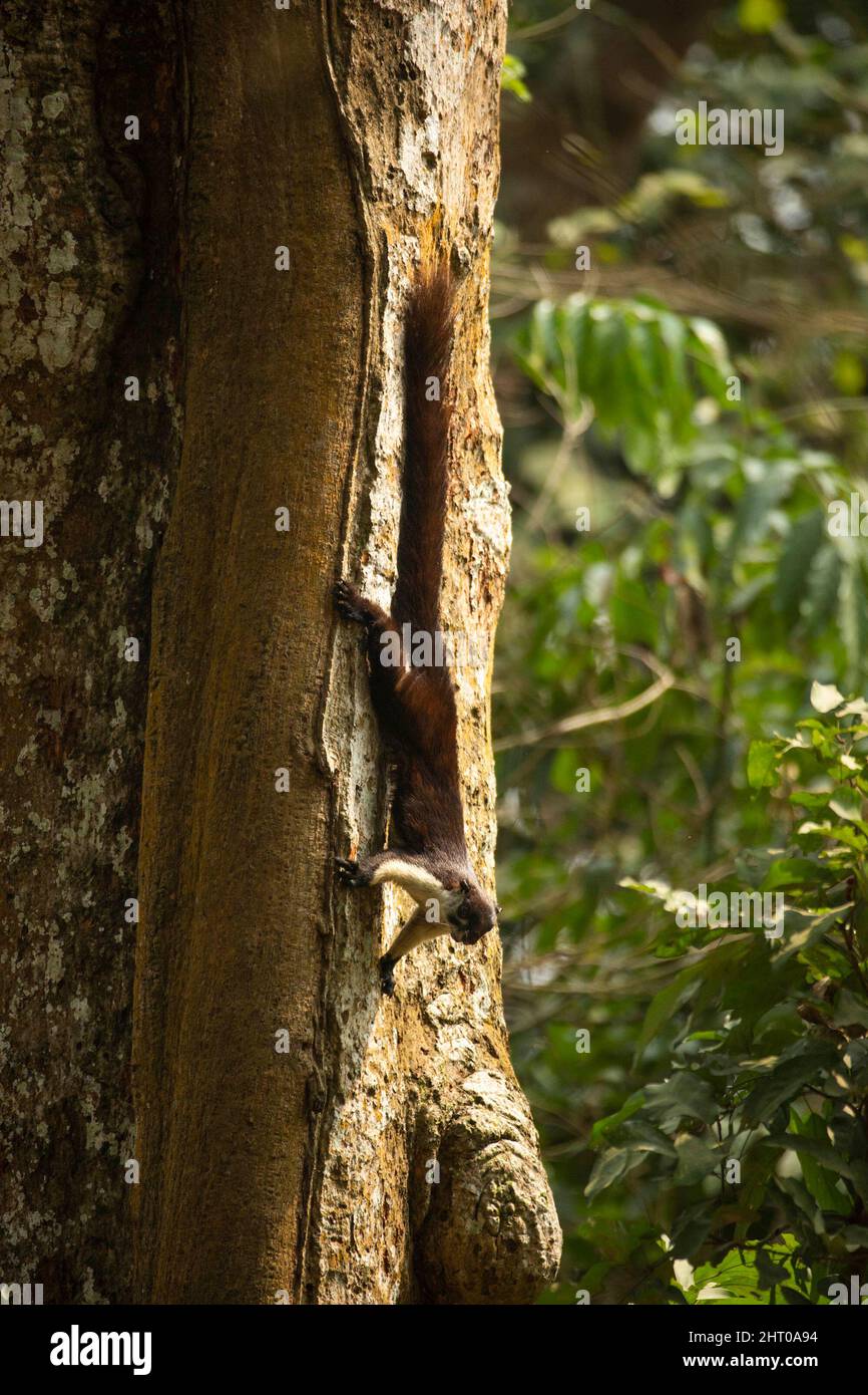 Schwarzes Riesenhörnchen (Ratufa bicolor), das einen Baumstamm absteigt. Sie sind etwa 40 cm lang und haben einen Schwanz von 50 cm. Kaziranga-Nationalpark, Assam, Indien Stockfoto