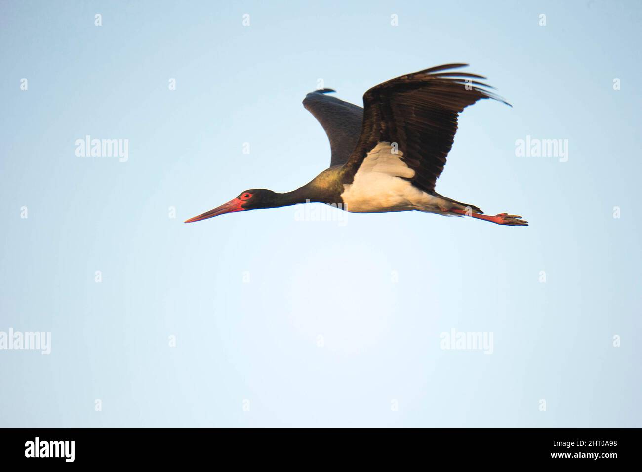 Schwarzstorch (Ciconia nigra) im Flug. Kanha-Nationalpark, Madhya Pradesh, Indien Stockfoto