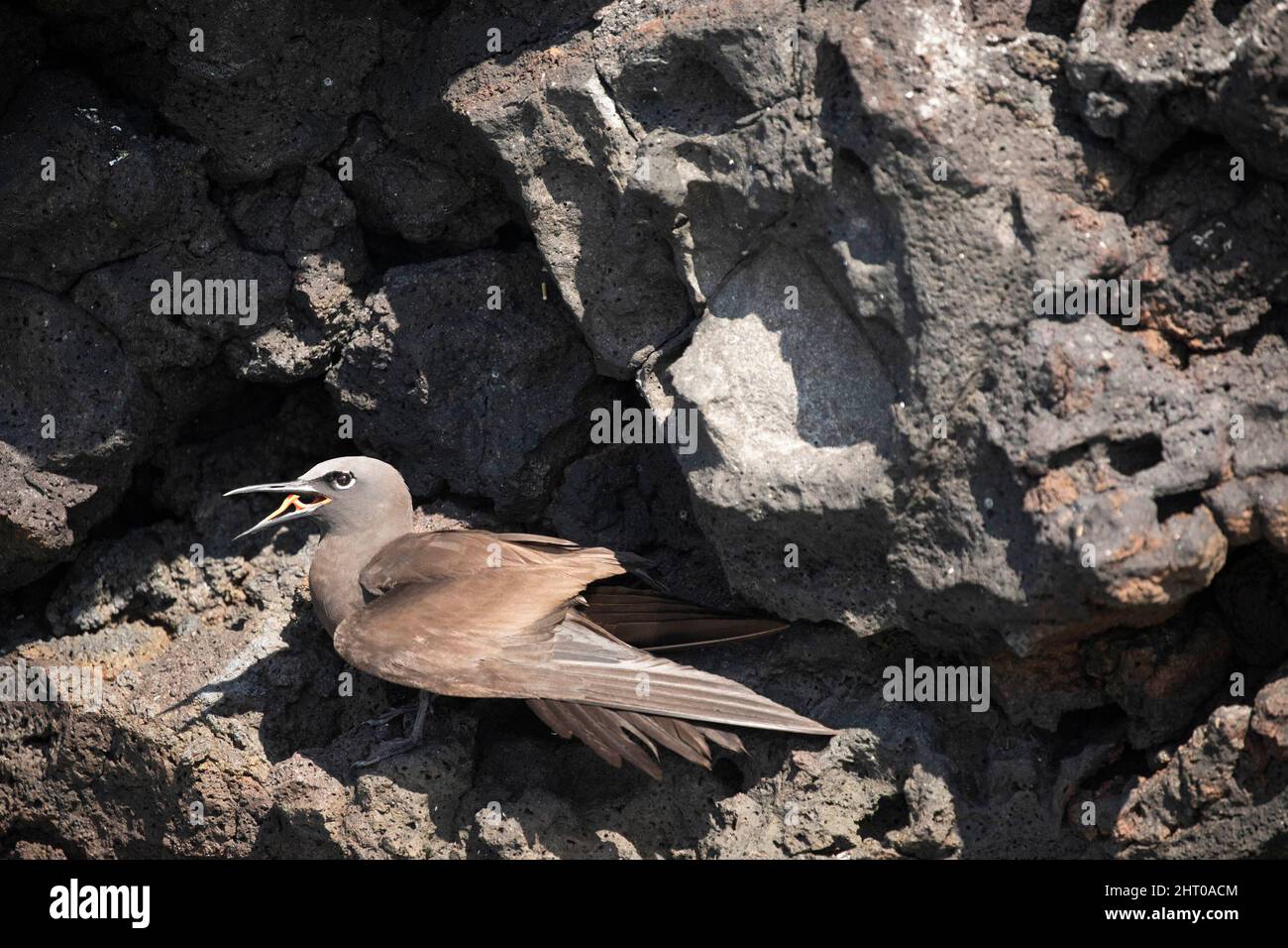 Gewöhnlicher Noddy (Anus stolidus), der brütet. Galapagos-Inseln, Ecuador Stockfoto