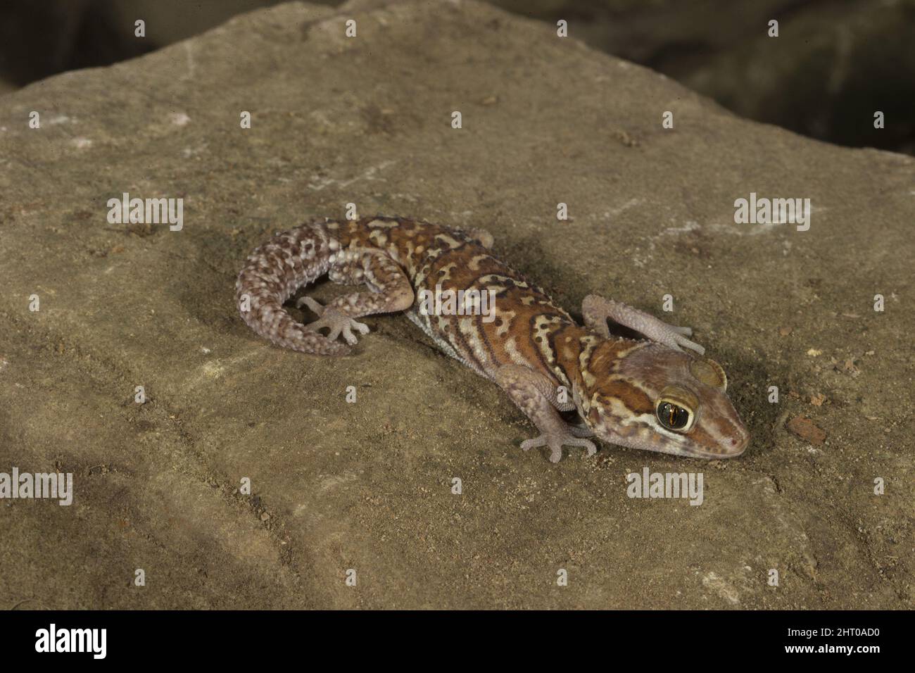 Ocelot-Gecko (Paroedura pictus) eine beliebte Tierart, zwischen 10 und 15 cm lang. Herkunft: Südwestliches Madagaskar Stockfoto