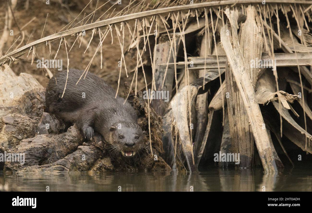 Neotropical otter (Lontra longicaudis) an einem Flussufer. Mato Grosso, Pantanal, Brasilien Stockfoto