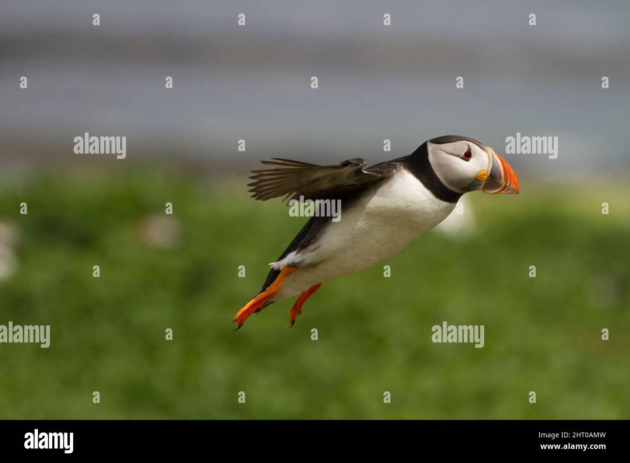 Atlantischer Papageitaucher (Fratercula arctica), im Flug, gerade abgeflogen. Farne Islands, Northumberland, England Stockfoto