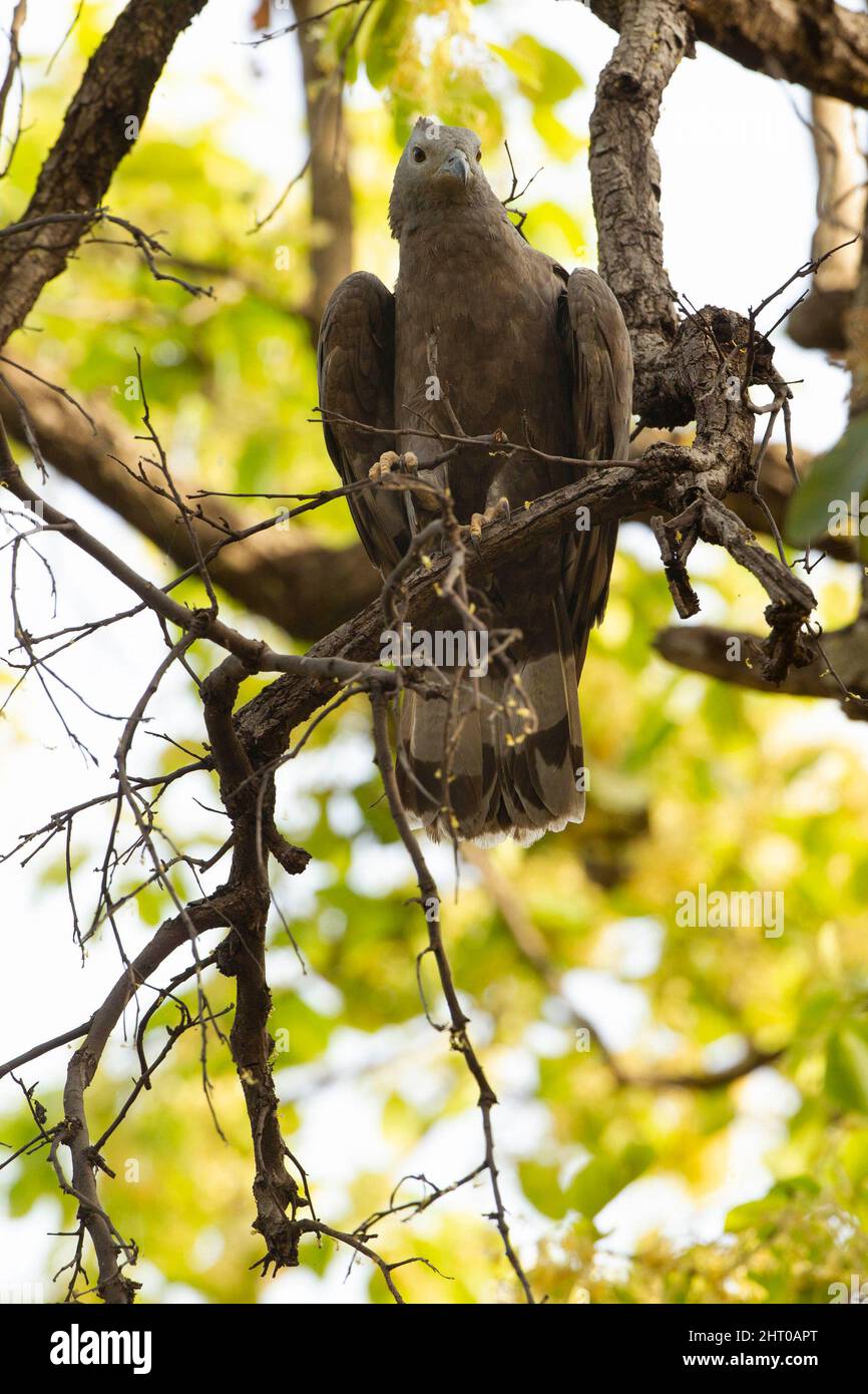 Graukopfseeadler (Ichthyophaga ichthyaetus) Sammelstab für die riesige Struktur von Stäben, die eventieren wird. Kanha-Nationalpark, Madhya Pr Stockfoto