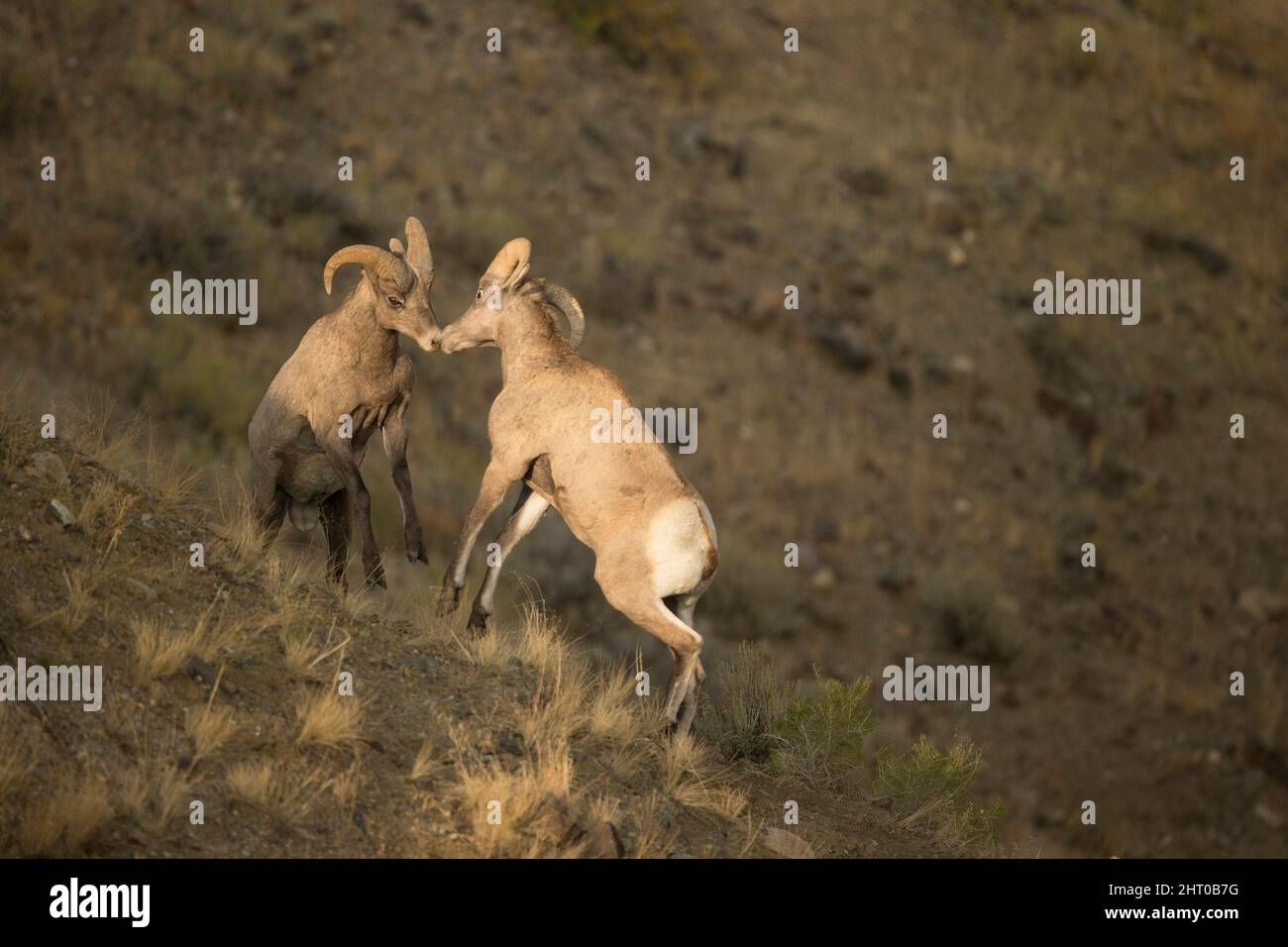 Dickhornschafe (Ovis canadensis), Widder, Spiel-Kampf auf einem Hang. Yellowstone-Nationalpark, Wyoming, USA Stockfoto