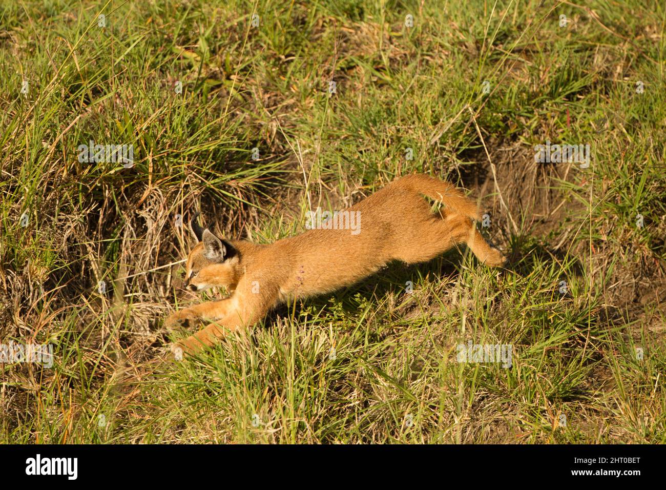 Caracal (karakales Karakal), Junge springt über eine Bank. Lower Mara, Masai Mara National Reserve, Kenia Stockfoto