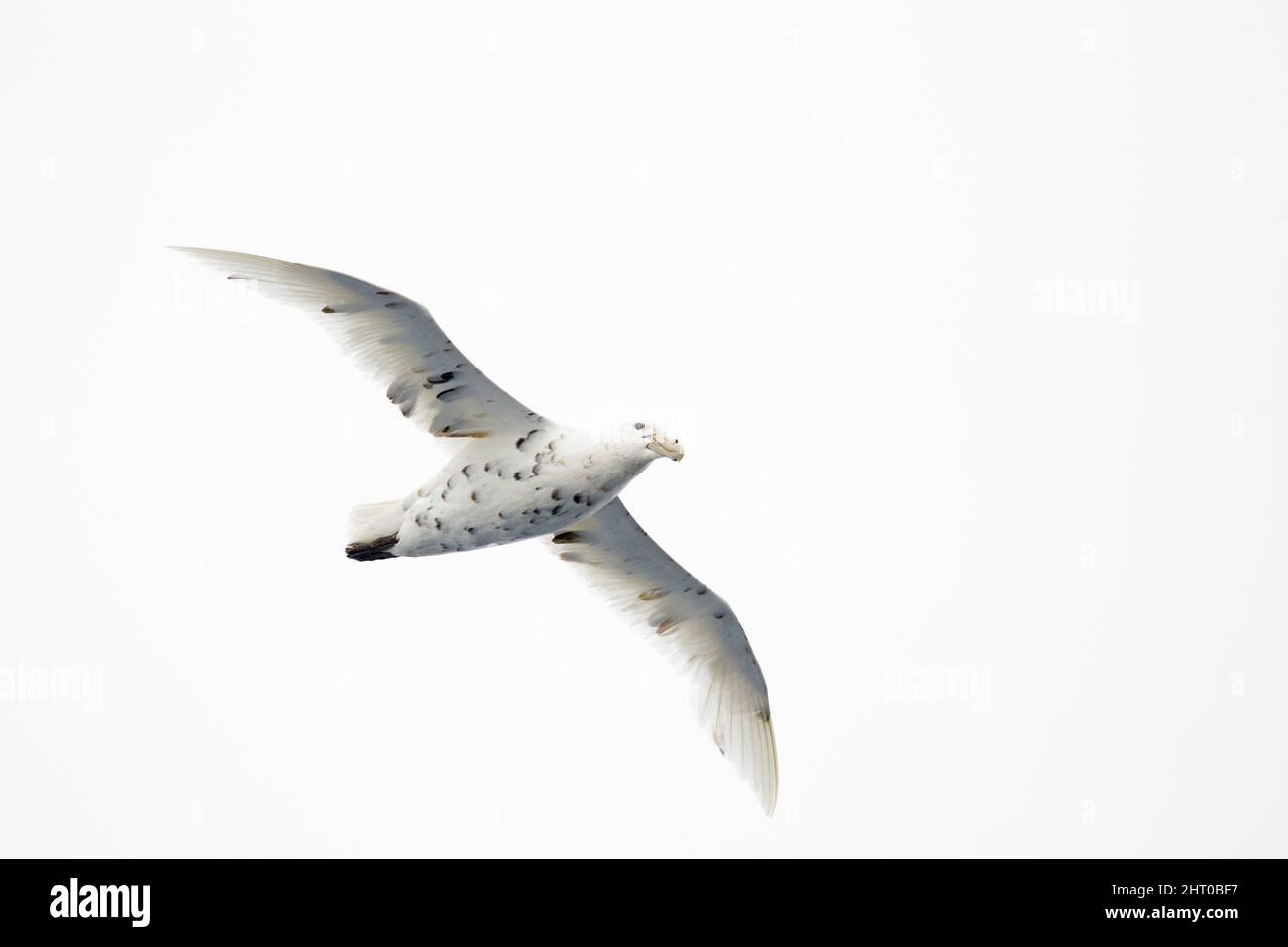 Südlicher Riesensturmläufer (Macronectes giganteus) im Flug in einem weißen Himmel. Antarktis Stockfoto