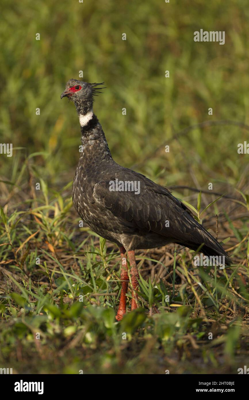 Südlicher Schreier (Chauna torquata), der hoch geht. Brasilien Stockfoto