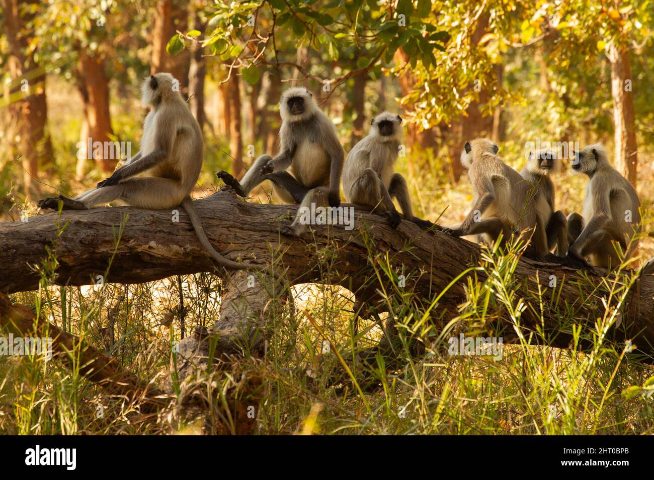 Die graue Langur der Northern Plains (Semnopithecus entellus) Truppe befindet sich auf einem Baumstamm im Wald. Kanha-Nationalpark, Madhya Pradesh, Indien Stockfoto