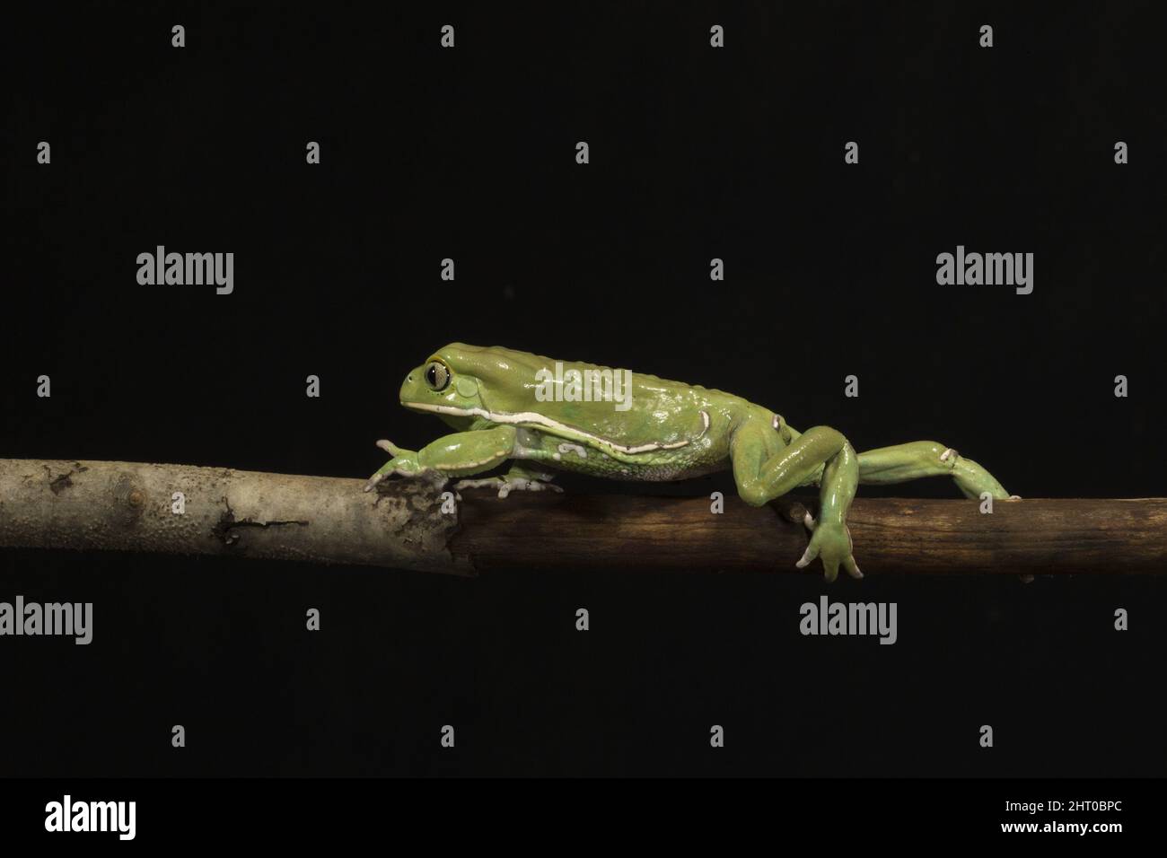 Wachsartige Affenblattfrosche (Phyllomedusa sauvagii) auf einem Zweig in der Nacht. Herkunft: Südamerika Stockfoto