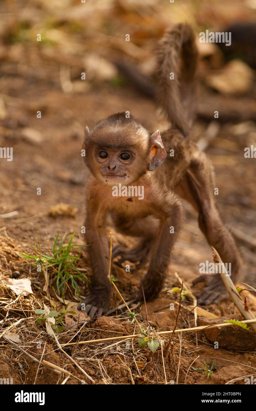 Grauer Langur (Semnopithecus entellus)-Säugling der Northern Plains. Kanha-Nationalpark, Madhya Pradesh, Indien Stockfoto