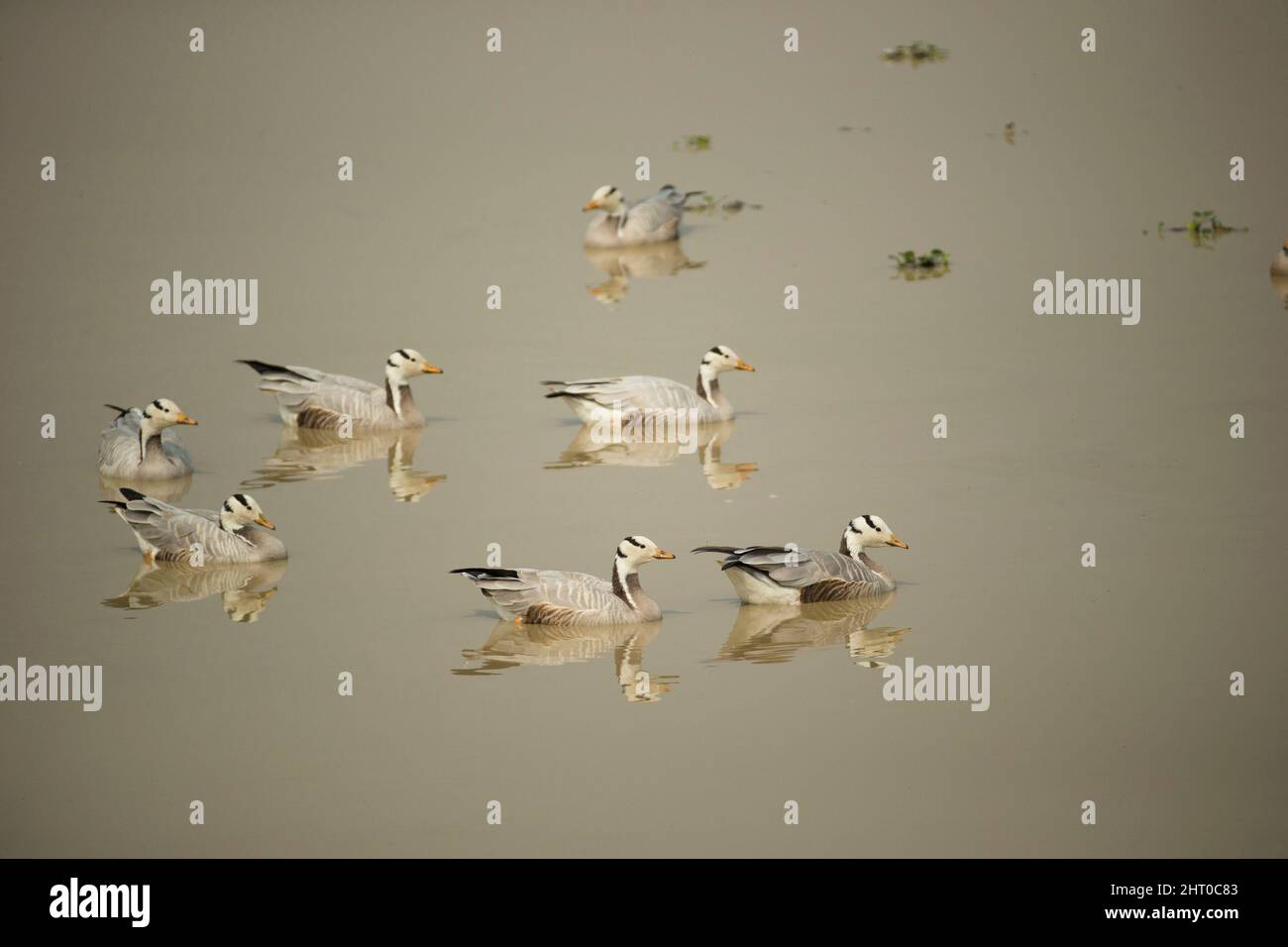 Bargänse (Anser indicus) strömen an einem Wasserloch im Keoladeo Bird Sanctuary, Keoladeo Ghana National Park, Rajasthan, Indien Stockfoto