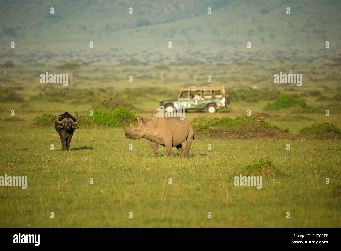 Schwarzes Nashorn (Diceros bicornis), das in der Savanne grast, mit einem afrikanischen Büffel (Syncerus caffer) und einem touristischen Safari-Fahrzeug dahinter. Masai Mara Nati Stockfoto