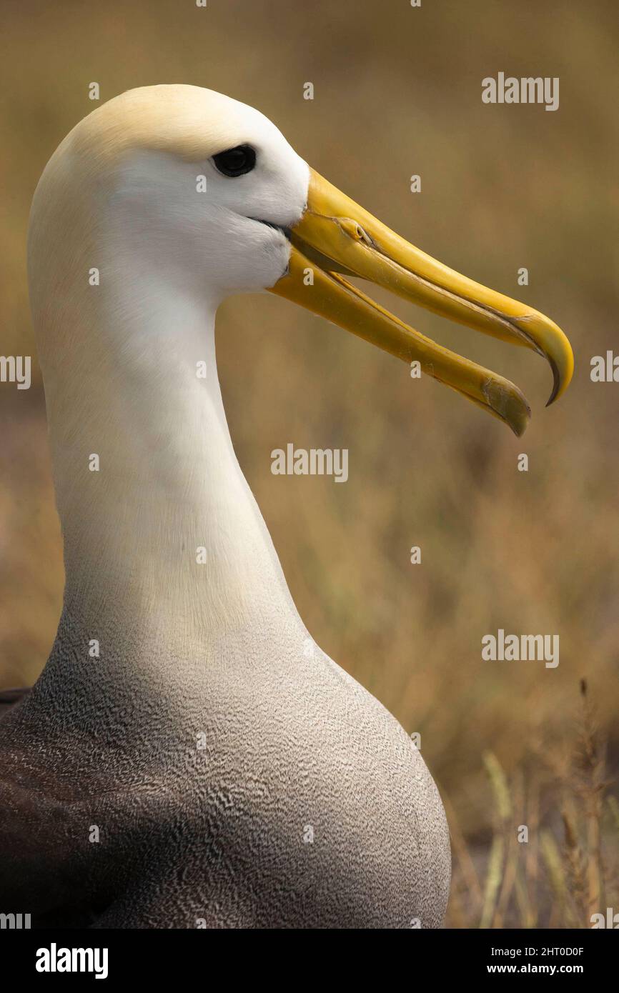 Wellenalbatros (Phoebastria irrorata) im Profil. Espanol (Hood), Galapagos-Inseln, Ecuador Stockfoto