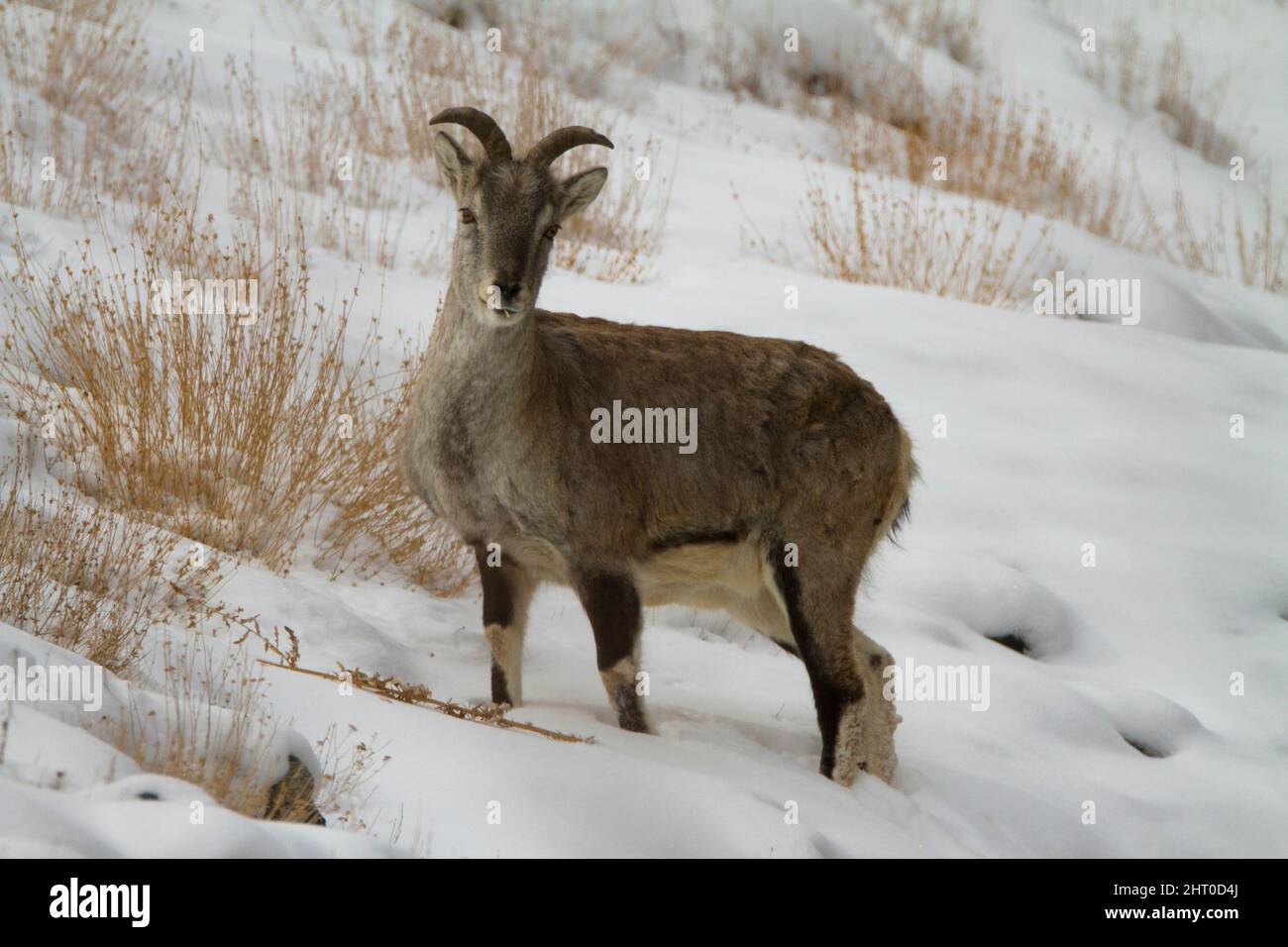 Bharal (Pseudois nayaur) Weibchen auf einem Berghang. Hemis National Park, Ladakh, Jammu und Kaschmir, Indien Stockfoto