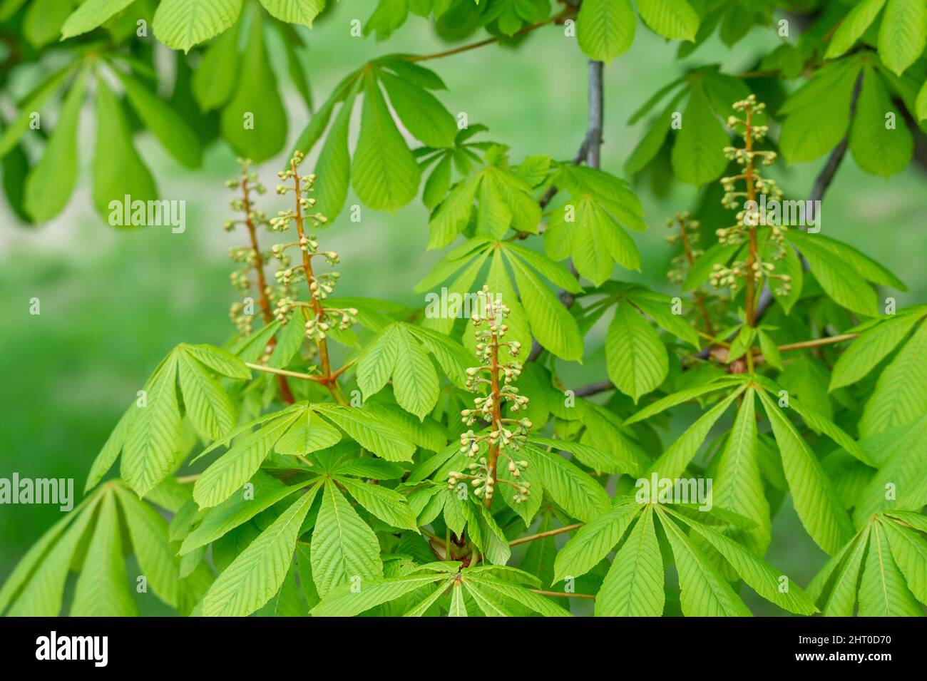 Nahaufnahme eines Edelkastanienbaums: Castanea sativa Zweige mit Knospen und frischen grünen Blättern. Stockfoto