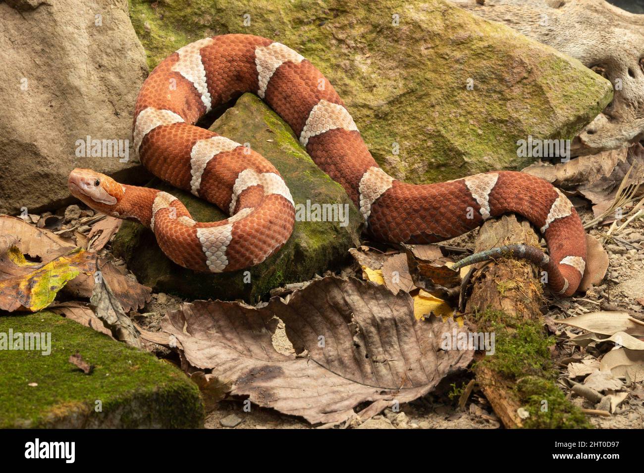 Breitbanderkopf (Agkistrodon contortrix laticinctus), Unterart, die in Oklahoma bis Zentral-Texas beheimatet ist, in einem Canyon in der Nähe von Wasser. Pennsylvania, USA Stockfoto