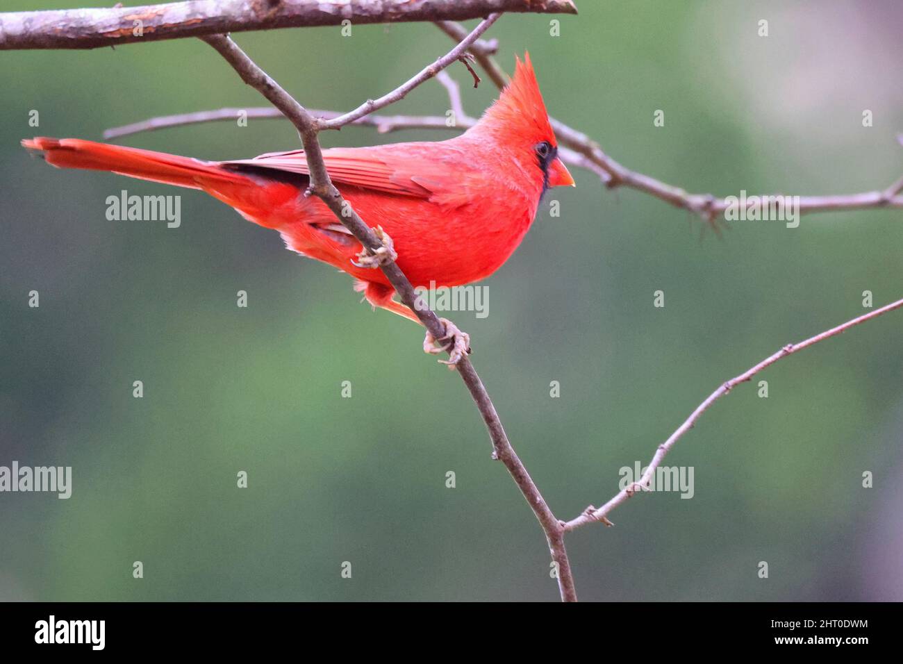 Nahaufnahme des nördlichen Kardinals. Cardinalis cardinalis. Stockfoto