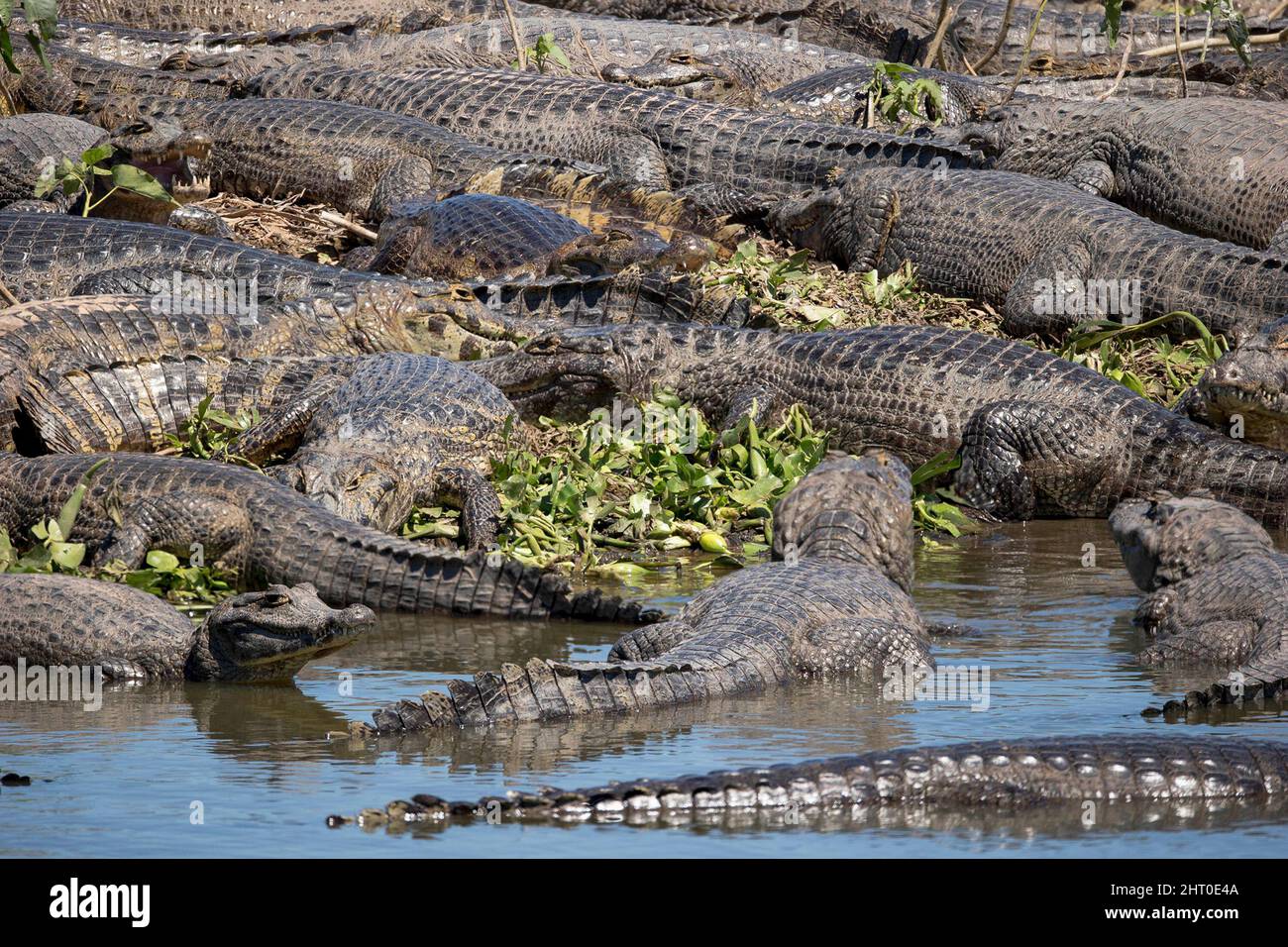 Große Gruppe von Yacare caiman (Caiman yacare) an einem Flussufer. Mato Grosso, Brasilien Stockfoto