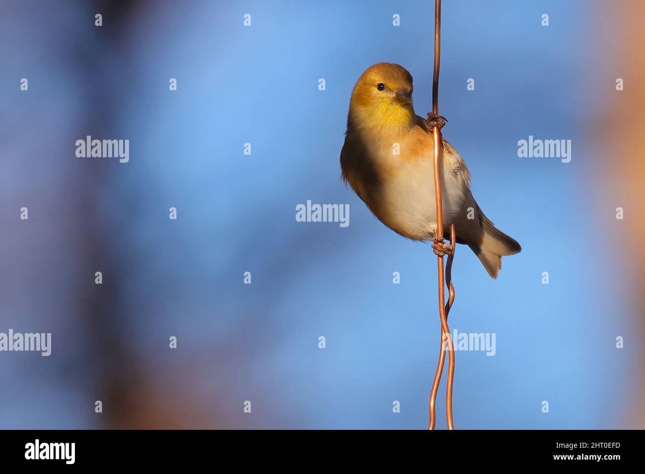 Nahaufnahme des weiblichen amerikanischen Goldfinkens. Spinus tristis. Stockfoto