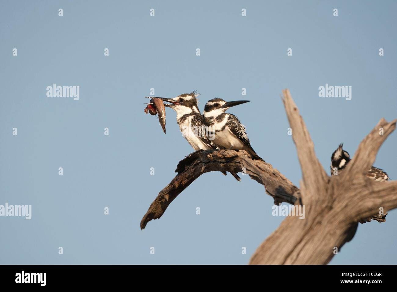 Eisvögel (Ceryle rudis), Paar, einer isst einen Fisch. Moremi Game Reserve, Botswana Stockfoto