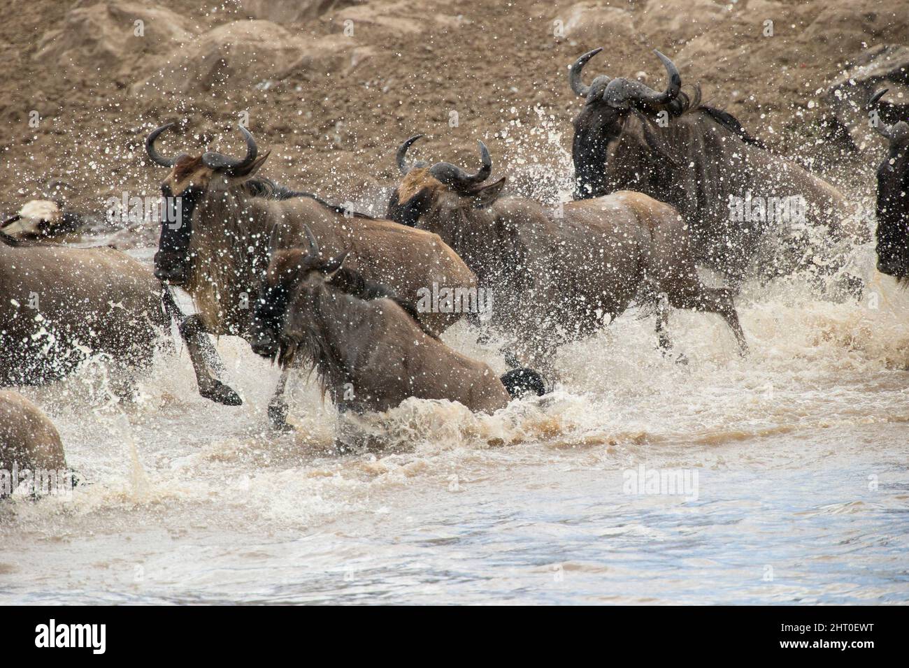 Die blaue Gnus-Herde (Connochaetes taurinus) überquert den Mara River während der jährlichen Wanderung und ist in Panik, um es vor dem Krokodilangriff zu schaffen. Stockfoto